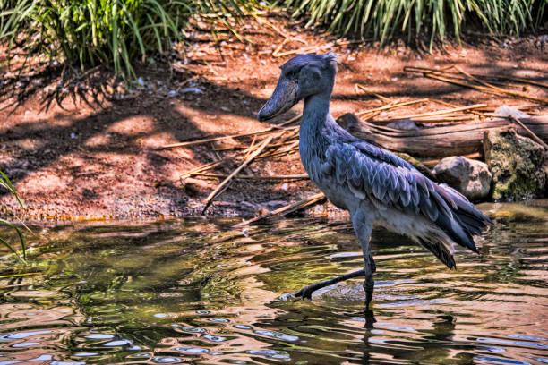 Shoebill Stork