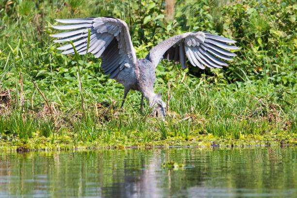 Shoebill Stork
