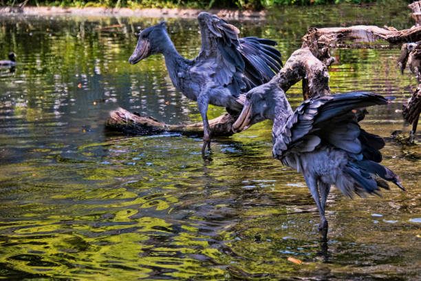 Shoebill Stork