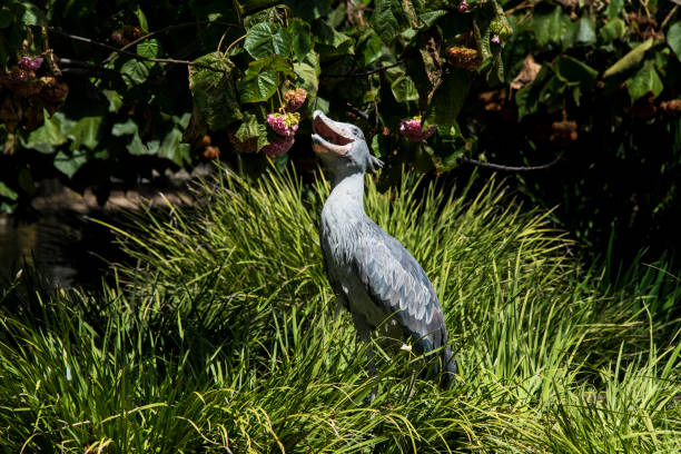 Shoebill Stork