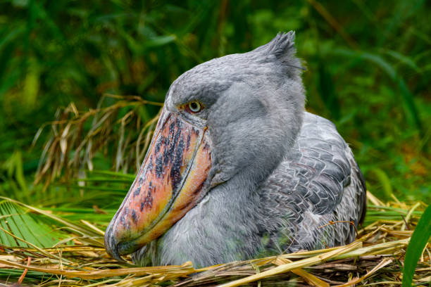 Shoebill Stork