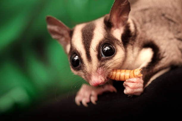Sugar Glider
