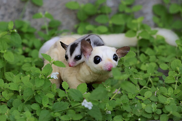 Sugar Glider