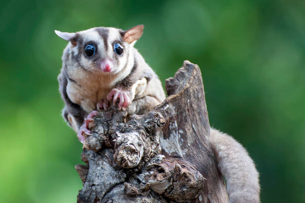 Sugar Glider