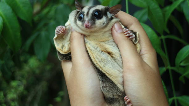 Sugar Glider