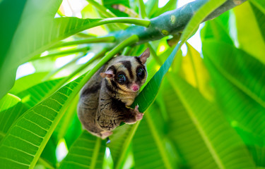 Sugar Glider
