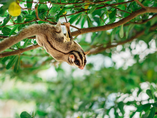 Sugar Glider