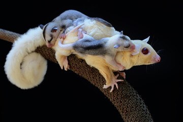 Sugar Glider