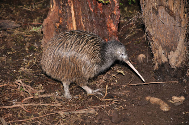 Tokoeka kiwi