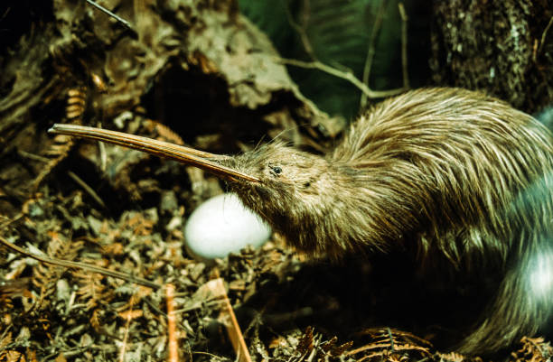 Tokoeka kiwi