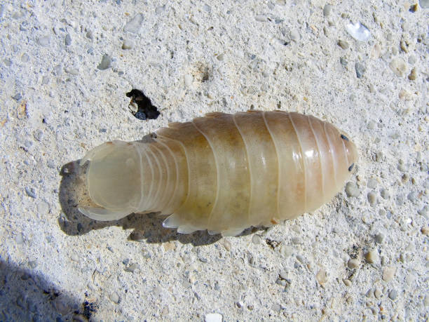 Tongue Eating Louse