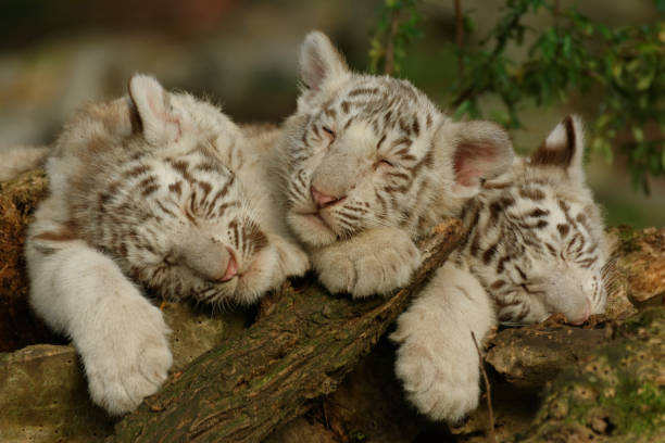 White Tiger