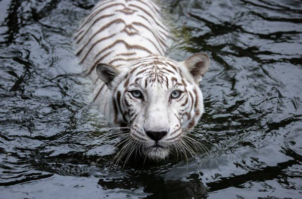 White Tiger