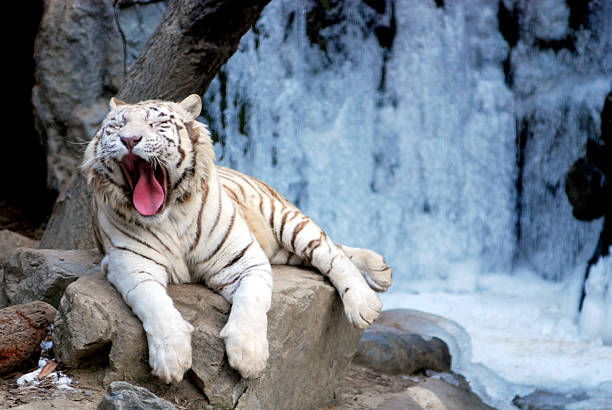 White Tiger