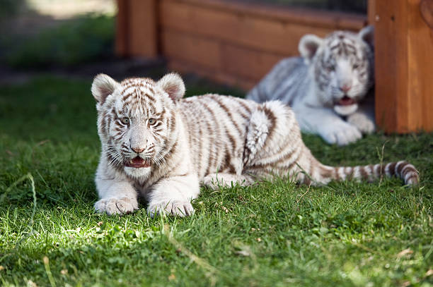 White Tiger