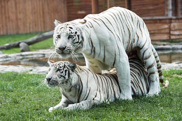 White Tiger