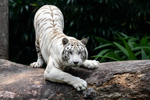 White Tiger