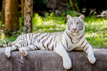 White Tiger