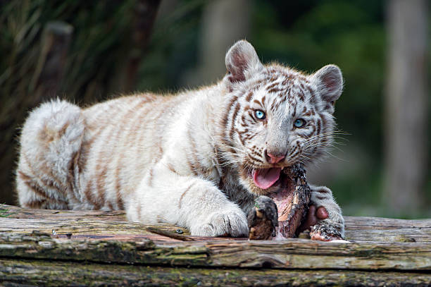 White Tiger