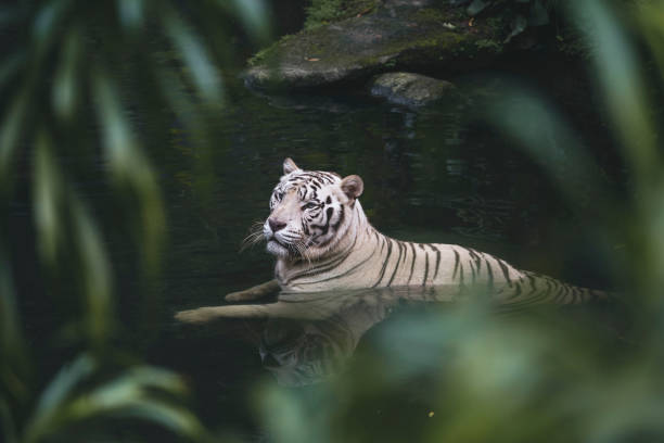 White Tiger