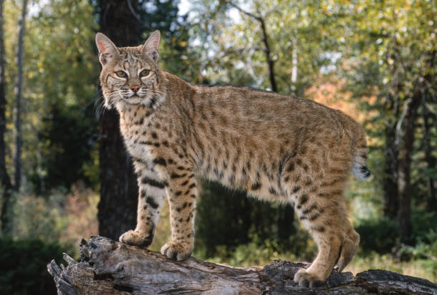 bay lynx bobcat