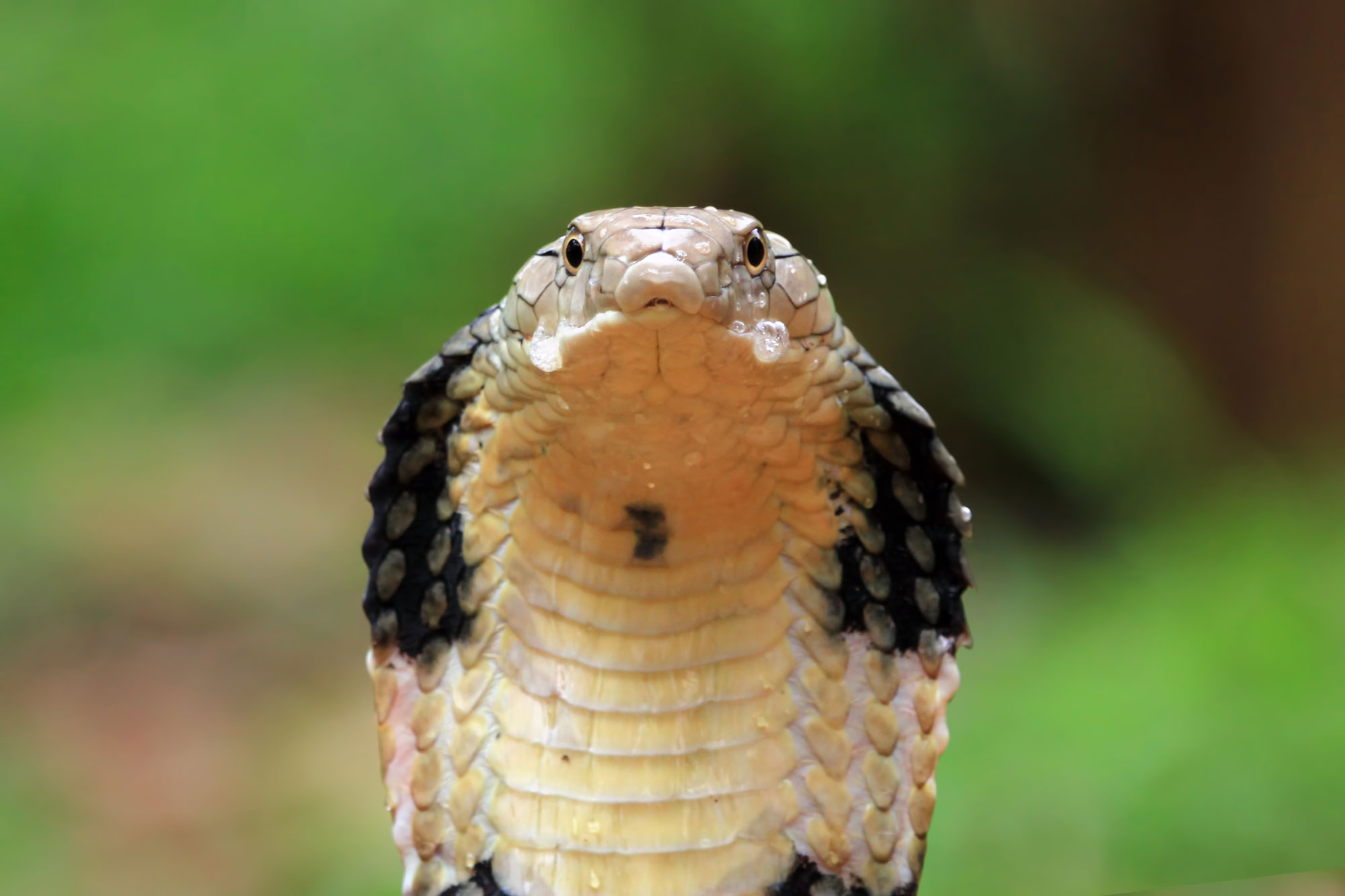 King Cobra Snake