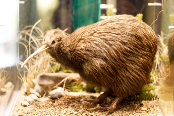 north island brown kiwi