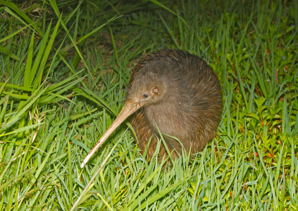 north island brown kiwi