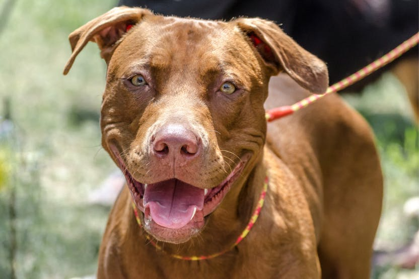 pibble