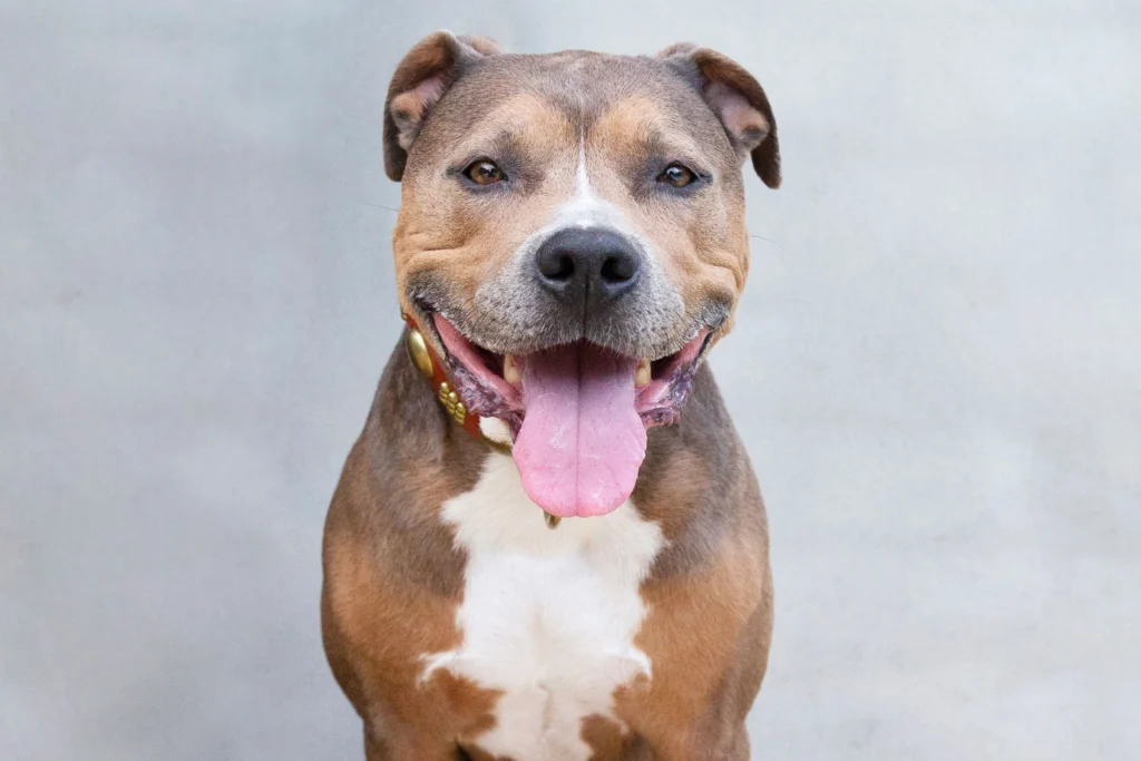 pibble