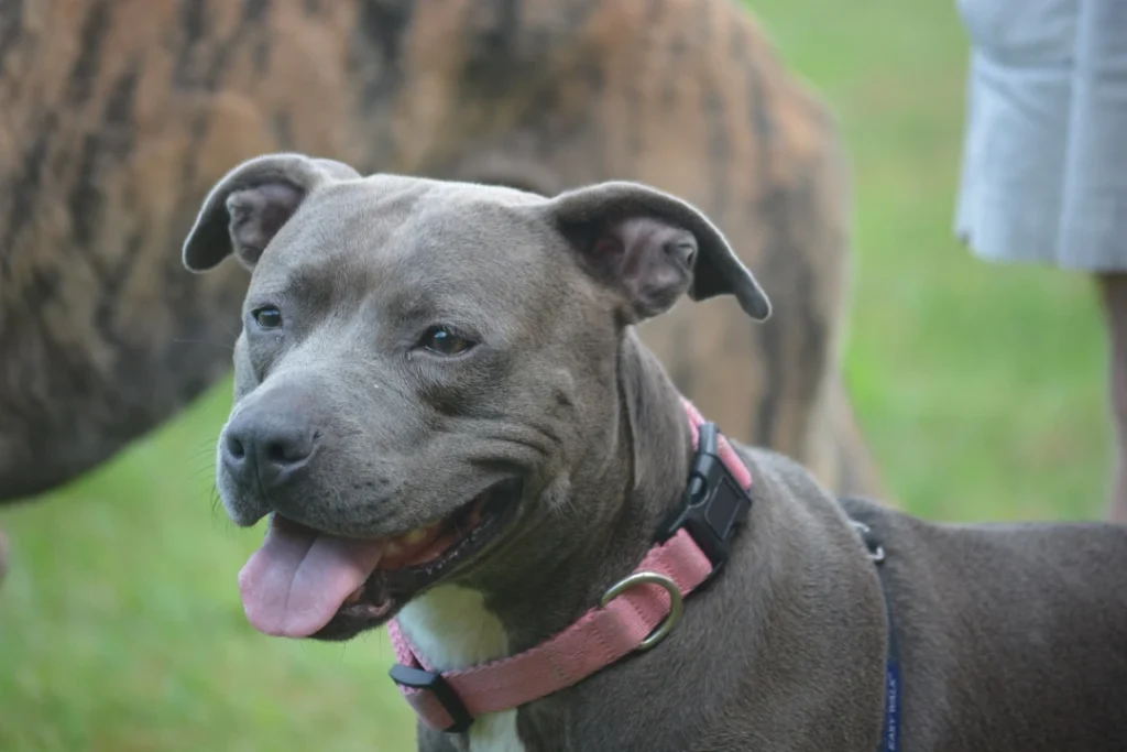 pibble