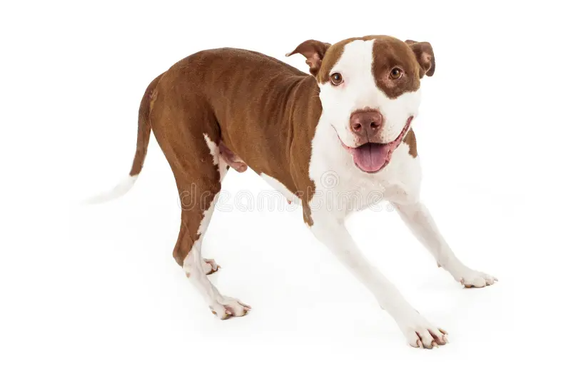 pibble