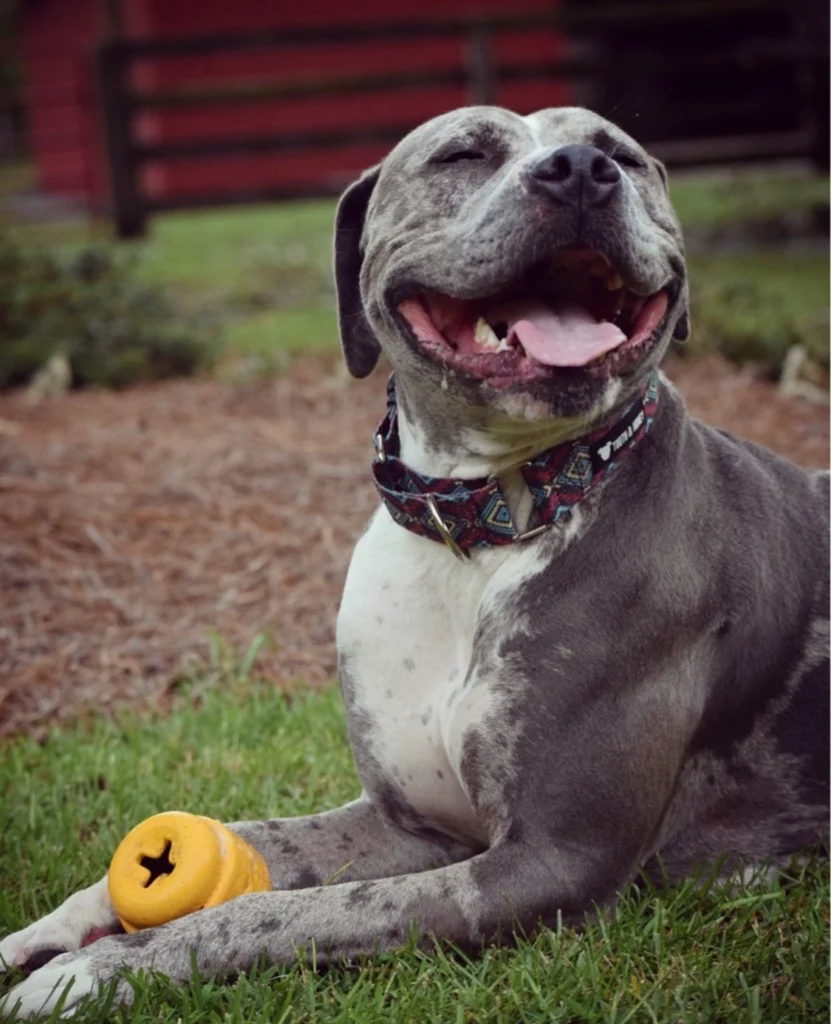 pibble