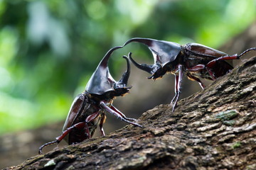 rhinoceros beetle