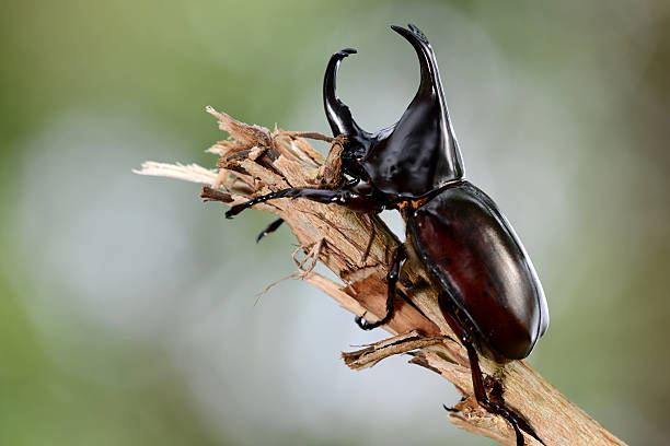 rhinoceros beetle