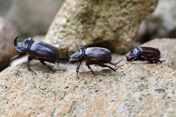 rhinoceros beetle
