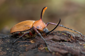 rhinoceros beetle