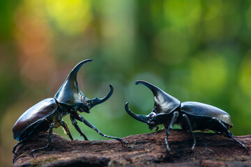 rhinoceros beetle