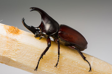 rhinoceros beetle