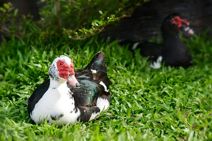Muscovy Duck