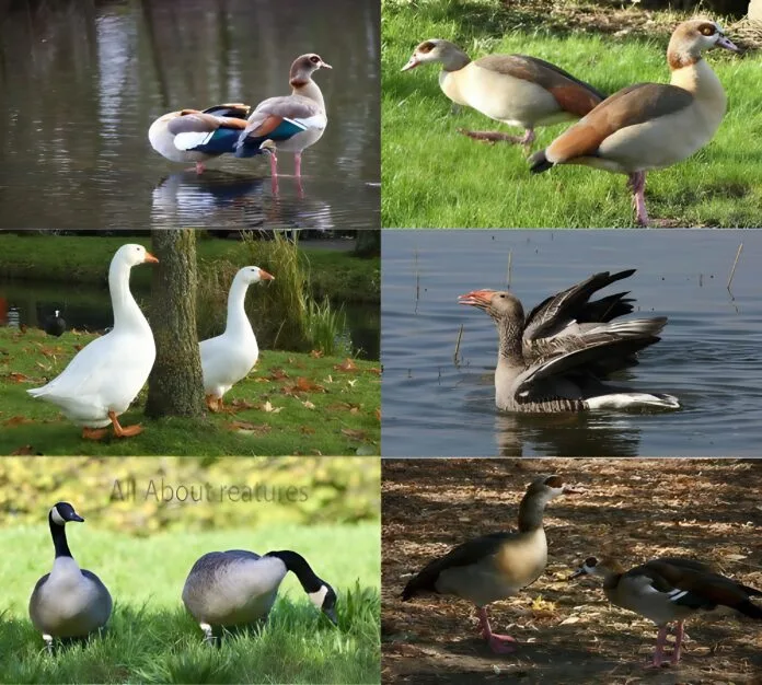 Goose