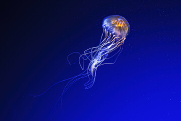 Immortal Jellyfish