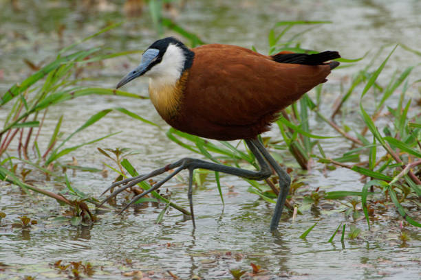 Jacana Bird