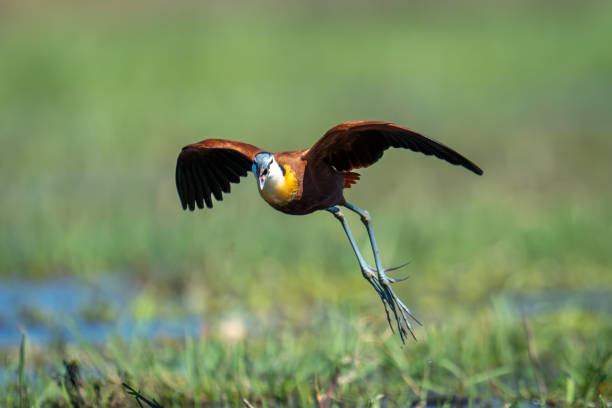 Jacana Bird