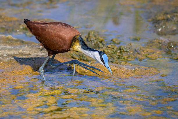 Jacana Bird