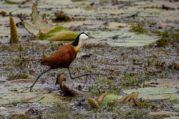 Jacana Bird