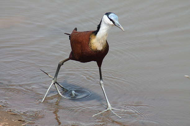 Jacana Bird