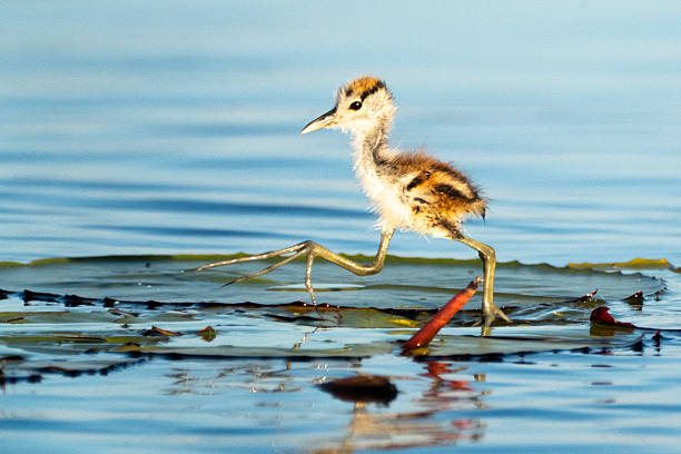 Jacana Bird