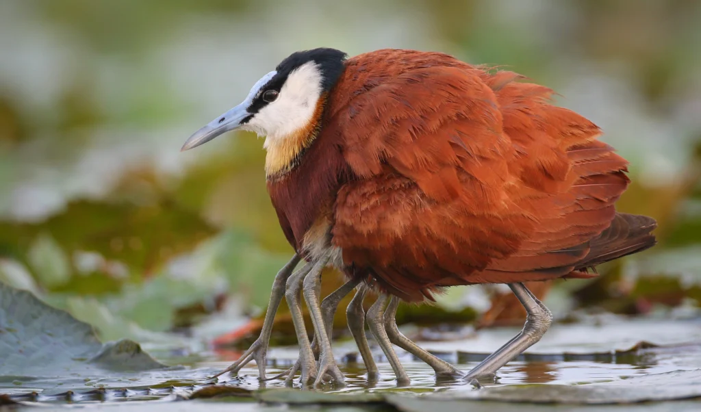 Jacana Bird