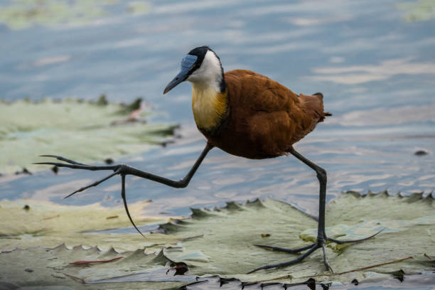 Jacana Bird